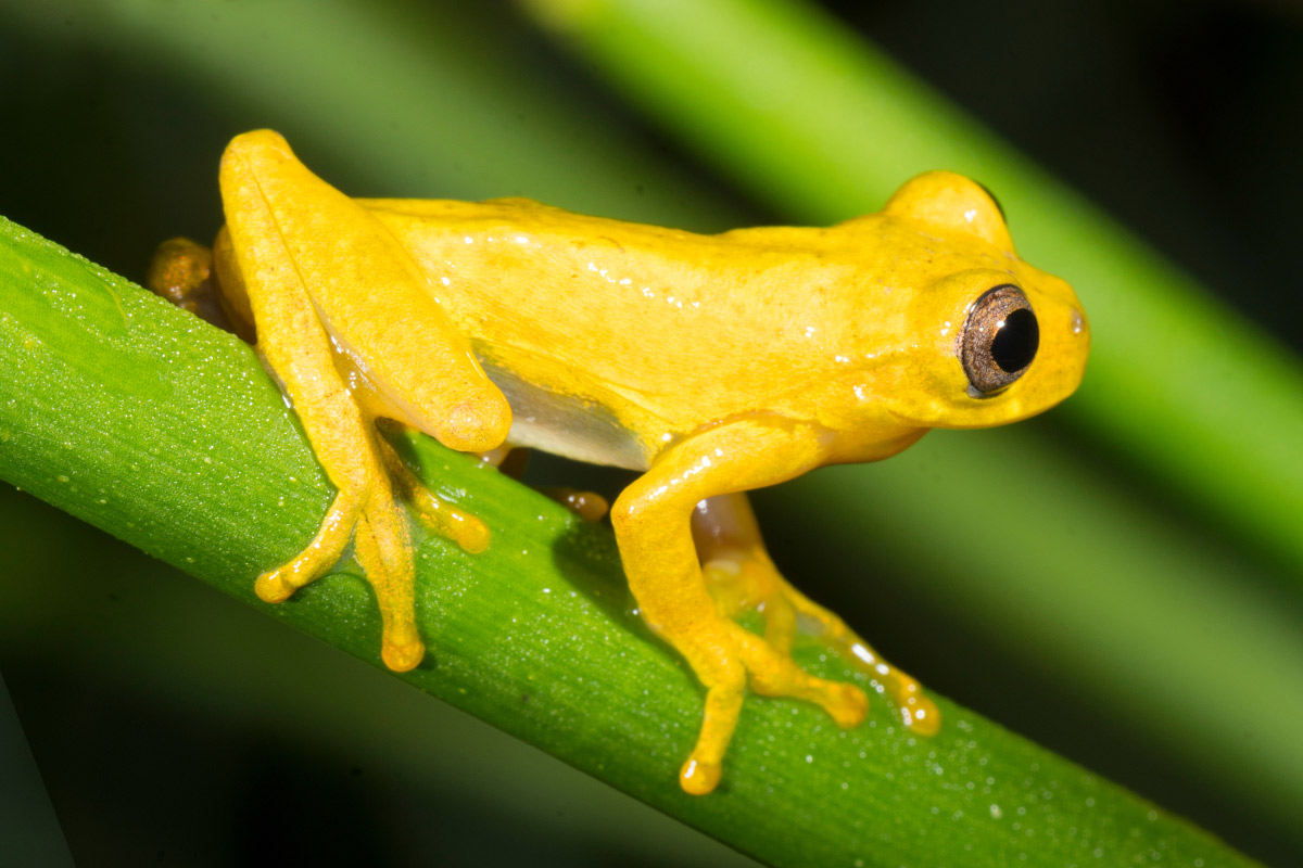 Ecuadorian tree frog